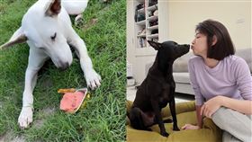 米可白。（圖／翻攝自米可白IG）