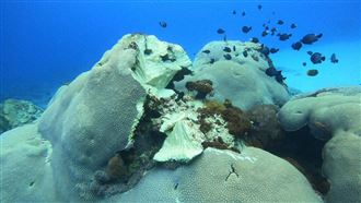 心痛！綠島珊瑚礁遭包工「整顆斷頭」