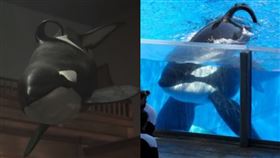  《非常律師禹英禑》（圖／翻攝自Netflix）