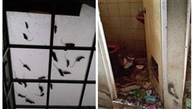 高雄,老鼠,環保局,清潔,鼠窩,三民區