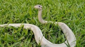 球蟒,公園,遛蛇（圖／翻攝自《爆廢公社》）