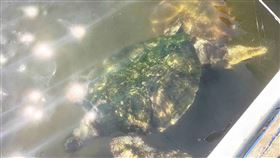 澎湖大義宮海龜移往收容中心調養  盼擇期野放澎湖西嶼竹灣大義宮地下蓮花池目前有綠蠵龜和玳瑁各1隻存活，縣府農漁局協調水試所澎湖海洋生物研究中心先行移至海龜收容中心，目前調養情況良好，未來經野訓後將擇期野放，助海龜重返大海。（澎湖縣農漁局提供）中央社  111年7月22日