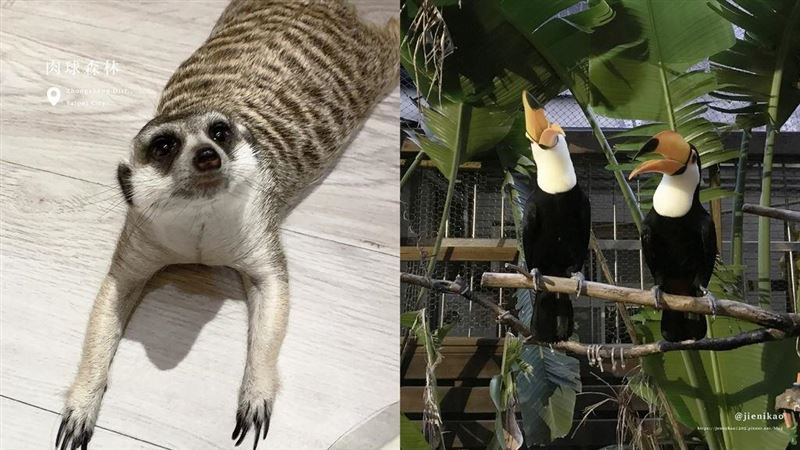 精選5間北部人氣動物餐廳