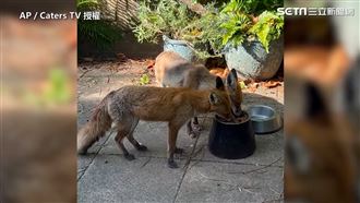 天天拜訪蹭飯吃!　萌狐姊妹花園蹭飯