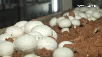洋菇比雞蛋大　菇場獲產銷履歷達人