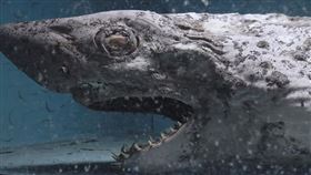 她闖廢棄水族館驚見「殭屍鯊魚」　現場宛如動物墳場（圖／翻攝自Juj' Urbex YouTube）