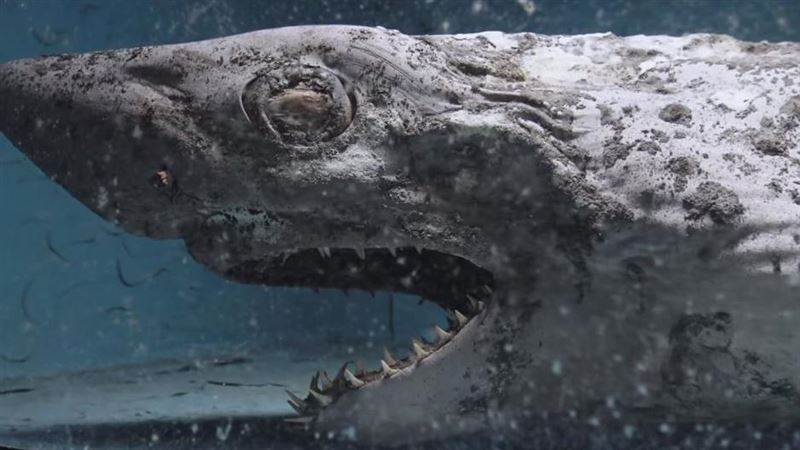 她闖廢棄水族館！鯊魚放到變殭屍噁爆