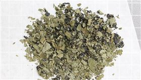 北市刑大查獲墨西哥鼠尾草。（圖／記者李依璇翻攝）