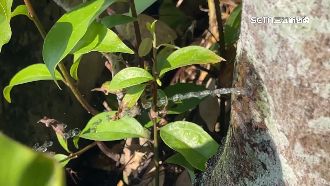 樹幹莫名噴出水　網友喊：快裝水龍頭