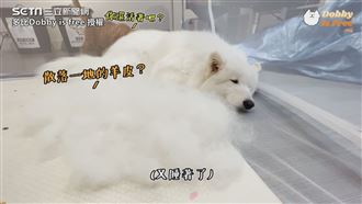 薩摩耶洗澡　毛量多淋濕就花10分鐘