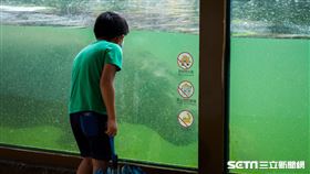 北市動物園河馬館(陳弋攝影)