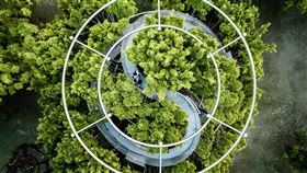 藝術家顏名宏高雄駁二打造「大樹宇宙」（2）藝術家顏名宏在高雄駁二藝術特區創作大型裝置「大樹宇宙－愛河森林慢板」，29日開放，顏名宏刻意避開大樹重要根系，依循樹枝生長線性構成設計動線，穿越枝葉間隙施作曲徑步道，構成彎於天地流轉、虛實交錯的生態步道，彷彿自成一處大樹宇宙。（高雄市政府提供）中央社記者曾以寧傳真  111年7月29日