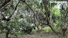 台中林男槍殺滷味攤老闆後，警方在山區尋獲他的遺體。（圖／翻攝畫面）