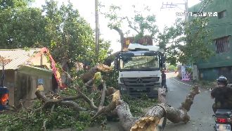 百年樹突倒！貨櫃車勾到腐壞中空樹