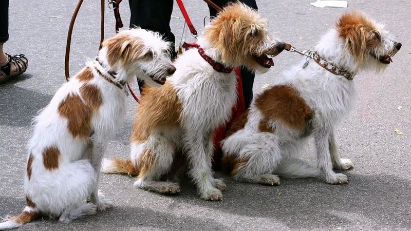 要當心！狗便未清罰6千　新北1年裁罰金曝