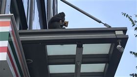 壽山,柴山,獼猴,結夥搶劫,強盜集團