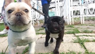 防毛小孩中暑　獸醫提6大徵兆一次看