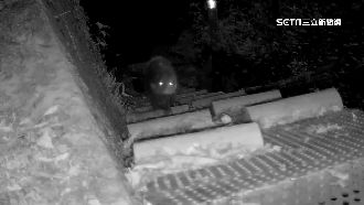 出現超萌小鼬獾　「動物樓梯」助回家