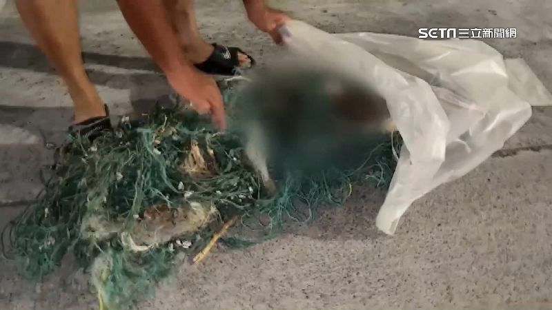 船長心痛　小玳瑁海龜遭漁網纏住死亡