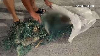 船長心痛　小玳瑁海龜遭漁網纏住死亡