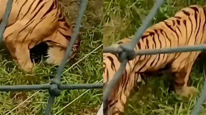老虎餓到吃草充飢　動物園：幫忙減肥