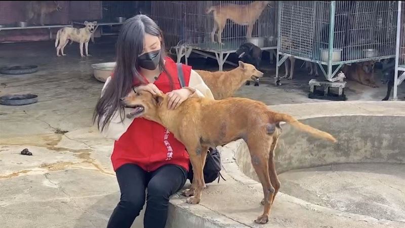 甜美正妹揭浪浪真相　搶救上萬小生命
