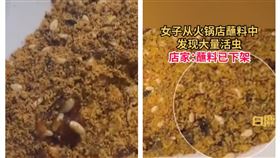 河南火鍋醬全都是蟲（組合圖／翻攝自白鹿視頻微博）