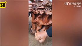 中國路邊撿肉靈芝。（圖／翻攝自半島晨報微博）