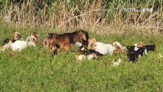 浪浪咬百隻羊　業者控政府僅補貼3千