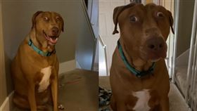 美人,狗（圖／翻攝自歐康納Tiktok）