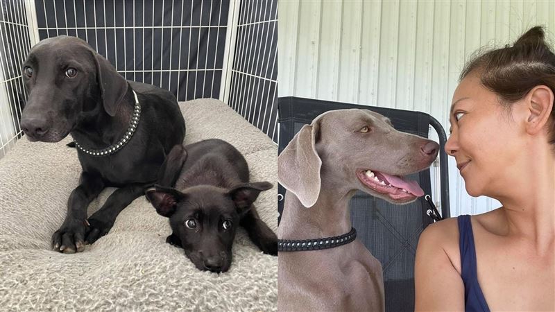 曹蘭再度發聲　揭愛犬術後找嘸原醫生