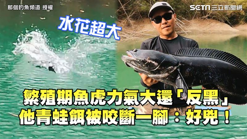 繁殖期魚虎力大、反黑　他餌被咬斷腳