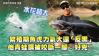 繁殖期魚虎力大、反黑　他餌被咬斷腳