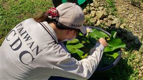 三峽登革熱群聚又1例　7旬女確診
圖/疾管署提供