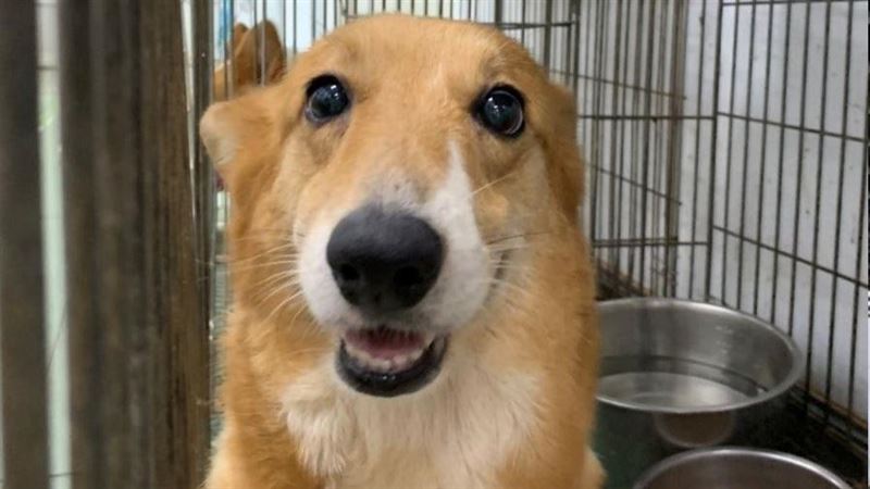 南市品種犬抽籤認養　老貴賓找不到家