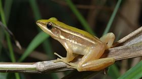 台北赤蛙（林青峰攝影）。（圖／林務局提供）