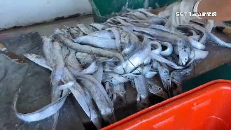 水產重創！冰鮮白帶魚外銷都往中國