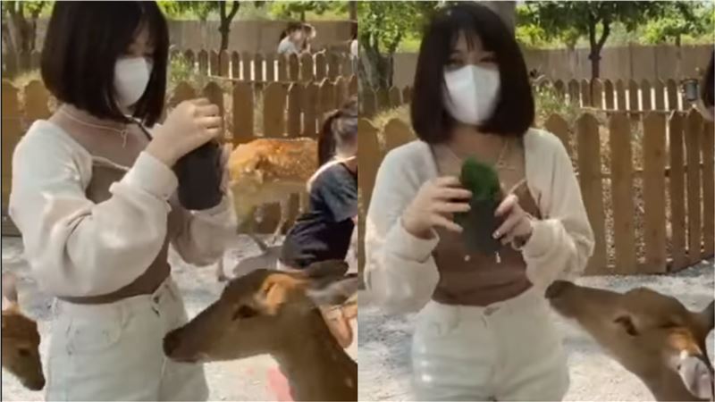 妹子餵太慢　被小鹿頂撞「害羞部位」