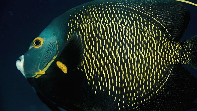 七夕最佳典範！這種魚「永遠不劈腿」