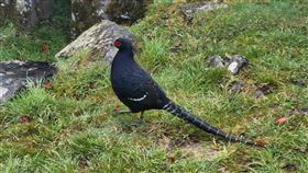 阿里山國家森林遊樂區帝雉阿里山國家森林遊樂區面積1397公頃，帝雉主要活動區域在小笠原山、祝山、對高岳和塔山，尤以小笠原山最常出現。（嘉義縣政府提供）中央社記者蔡智明傳真  111年4月29日