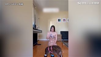 驚呆百萬人！　小豬竟會10種指令