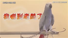 ▼▲大頭突然唱出「老闆完了」，讓網友聽到秒噴笑。（圖／鬼靈精大頭寶 授權）