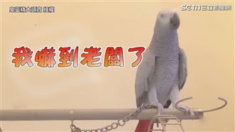 鸚鵡學唱芭比Q　突改歌詞網噴笑