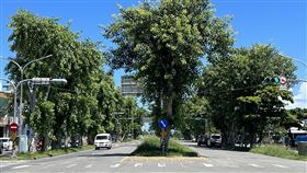 菩提樹遭移植  民眾憂菩提大道消失台東縣政府進行台東市四維路道路工程，將20餘棵菩提樹移植，民眾擔心有數十年歷史的「菩提大道」將消失。中央社記者盧太城台東攝  111年8月4日