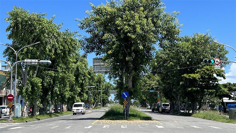 菩提樹移植惹議　東縣府：改其他樹種