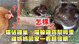 黑喵躲雞窩搶孵蛋　雞媽媽回家看傻眼