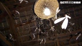 白蟻。（圖／信義居家提供）