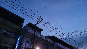 燕子大軍「實彈空襲」 頭份里民爭取電