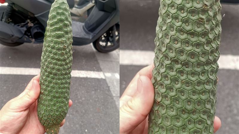 鄰居突送「狼牙棒水果」　內行讚爆