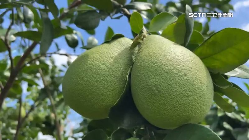中國突禁「柑橘類」進口　文旦農擔憂